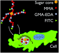Graphical abstract: Fluorescein nanocarriers based on cationic star copolymers with acetal linked sugar cores. Synthesis and biochemical characterization