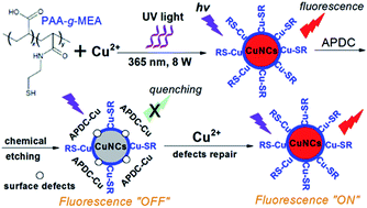 Graphical abstract: Multidentate polymers stabilized water-dispersed copper nanoclusters: facile photoreduction synthesis and selective fluorescence turn-on response
