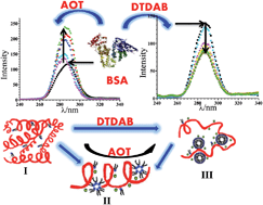 Graphical abstract: Twin-tailed surfactant induced conformational changes in bovine serum albumin: a detailed spectroscopic and physicochemical study