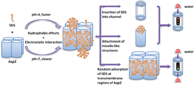 Graphical abstract: Multiscale simulation of surfactant–aquaporin complex formation and water permeability