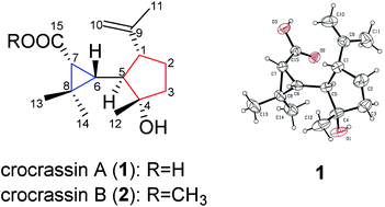 Graphical abstract: Crocrassins A and B: two novel sesquiterpenoids with an unprecedented carbon skeleton from Croton crassifolius