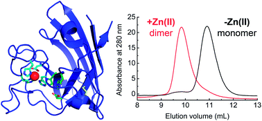 Graphical abstract: The importance of Zn(ii) binding by the human copper metallochaperone for Cu,Zn-superoxide dismutase