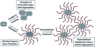 Graphical abstract: Modification of PEGylated enzyme with glutaraldehyde can enhance stability while avoiding intermolecular crosslinking
