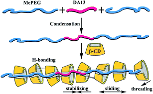 Graphical abstract: Inclusion complexes synthesized from an ABA triblock polymer and β-cyclodextrins: amplification of hydrophobic interaction along a hydrophilic polymer chain