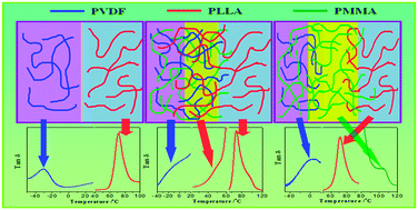 Graphical abstract: Tuning the interaction of an immiscible poly(l-lactide)/poly(vinylidene fluoride) blend by adding poly(methyl methacrylate) via a competition mechanism and the resultant mechanical properties