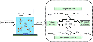 Graphical abstract: The effects of carbon nanotubes on nitrogen and phosphorus removal from real wastewater in the activated sludge system