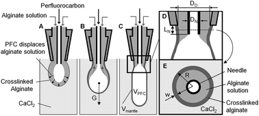 Graphical abstract: Assembly of thin-walled, cell-laden hydrogel conduits inflated with perfluorocarbon