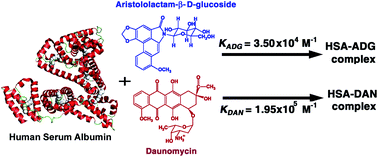 Graphical abstract: Binding studies of aristololactam-β-d-glucoside and daunomycin to human serum albumin