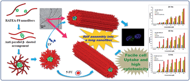 Graphical abstract: Phenylalanine-containing self-assembling peptide nanofibrous hydrogel for the controlled release of 5-fluorouracil and leucovorin
