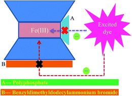 Graphical abstract: Probing the importance of planar surfaces and crystal edges for electron transfer within iron-bearing clays