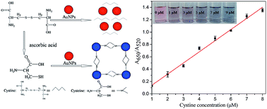 Graphical abstract: A novel and environmentally friendly colorimetric method for detection of cystine in human urine using unmodified gold nanoparticles