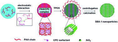 Graphical abstract: Synthesis of mono-dispersed mesoporous SBA-1 nanoparticles with tunable pore size and their application in lysozyme immobilization