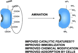 Graphical abstract: Amination of enzymes to improve biocatalyst performance: coupling genetic modification and physicochemical tools