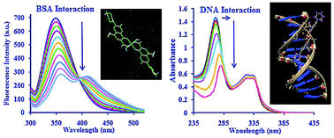 Graphical abstract: A rare dihydroxo copper(ii) complex with ciprofloxacin; a combined experimental and ONIOM computational study of the interaction of the complex with DNA and BSA