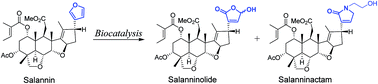 Graphical abstract: Biocatalyst mediated functionalization of salannin, an insecticidal limonoid