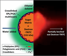 Graphical abstract: Edible polyelectrolyte microcapsules with water-soluble cargo assembled in organic phase