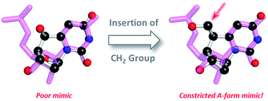 Graphical abstract: The synthesis and structural characterization of both diastereomers of 5′-(hydroxymethyl)-6,5′-cyclo-2′,5′-dideoxyuridine cyclonucleosides