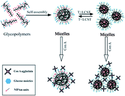 Graphical abstract: Lectin recognizing thermoresponsive double hydrophilic glycopolymer micelles by RAFT polymerization