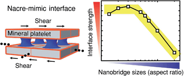 Graphical abstract: Optimal characteristic nanosizes of mineral bridges in mollusk nacre