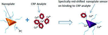 Graphical abstract: Wash-free highly sensitive detection of C-reactive protein using gold derivatised triangular silver nanoplates