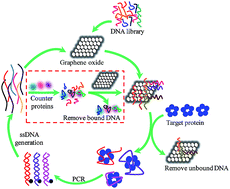Graphical abstract: DNA aptamer-based surface plasmon resonance sensing of human C-reactive protein