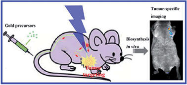 Graphical abstract: Simultaneous and multisite tumor rapid-target bioimaging through in vivo biosynthesis of fluorescent gold nanoclusters