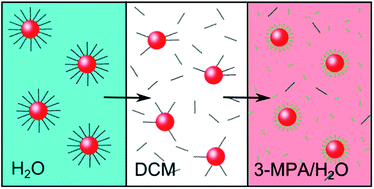 Graphical abstract: A highly efficient ligand exchange reaction on gold nanoparticles: preserving their size, shape and colloidal stability