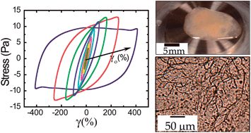 Graphical abstract: Rheological characterization of mammalian lung mucus