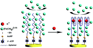 Graphical abstract: Aptasensor for label-free square-wave voltammetry detection of potassium ions based on gold nanoparticle amplification