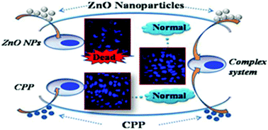 Graphical abstract: Caseinophosphopeptides cytoprotect human gastric epithelium cells against the injury induced by zinc oxide nanoparticles