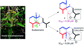 Graphical abstract: Winolides A–C, bioactive sesquiterpene lactones with unusual 5,6-secoeudesmane frameworks from Inula wissmanniana