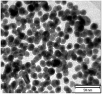 Graphical abstract: Gold-nanoparticle-modified polyvinylidene fluoride membranes used for western blotting with high sensitivity