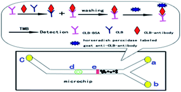 Graphical abstract: A competitive microfluidic immunological clenbuterol analysis using a microELISA system