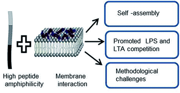 Graphical abstract: Effects of linear amphiphilicity on membrane interactions of C-terminal thrombin peptides
