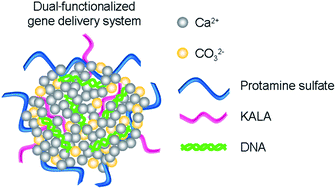 Graphical abstract: Dual-functionalized calcium carbonate based gene delivery system for efficient gene delivery