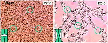 Graphical abstract: Phase morphology map in LCST-type polymer blends with dynamical asymmetry under different quench depths