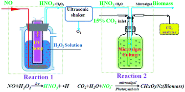 Graphical abstract: The oxidation product (NO3−) of NO pollutant in flue gas used as a nitrogen source to improve microalgal biomass production and CO2 fixation