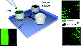 Graphical abstract: Tubeless biochip for chemical stimulation of cells in closed-bioreactors: anti-cancer activity of the catechin–dextran conjugate