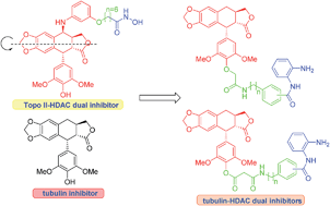 Graphical abstract: Design, synthesis and biological evaluation of 4′-demethyl-4-deoxypodophyllotoxin derivatives as novel tubulin and histone deacetylase dual inhibitors