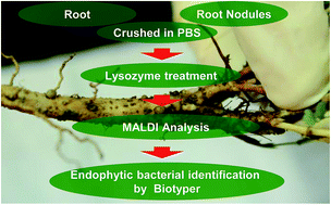 Graphical abstract: Rapid endophytic bacterial detection by enzyme incorporated MALDI MS