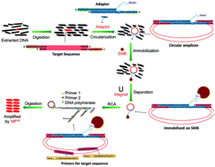 Graphical abstract: Highly specific DNA detection from massive background nucleic acids based on rolling circle amplification of target dsDNA