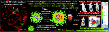 Graphical abstract: Retracted Article: Radio frequency triggered curcumin delivery from thermo and pH responsive nanoparticles containing gold nanoparticles and its in vivo localization studies in an orthotopic breast tumor model