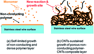 Graphical abstract: Electropolymerization of carbon nanotubes/poly-ortho-aminophenol nanocomposite on a stainless steel fiber for the solid-phase microextraction of phthalate esters