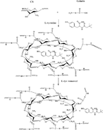 Graphical abstract: Synthesis of chitosan–gelatin molecularly imprinted membranes for extraction of l-tyrosine