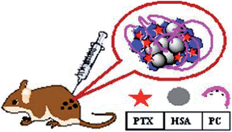 Graphical abstract: Albumin–graphene oxide conjugates; carriers for anticancer drugs