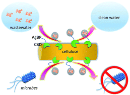 Graphical abstract: Simultaneous silver recovery and bactericidal bionanocomposite formation via engineered biomolecules