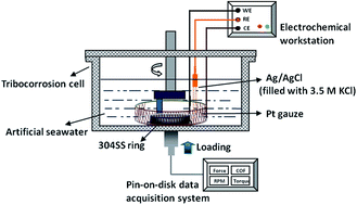 Graphical abstract: Influence of potentials on the tribocorrosion behavior of 304SS in artificial seawater