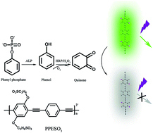 Graphical abstract: Sensitive fluorometric detection of alkaline phosphatase using a water-soluble conjugated polymer