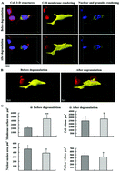 Graphical abstract: Application of optical imaging technology on the in vitro assessment of mast cell degranulation