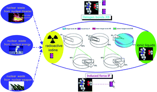 Graphical abstract: The dynamic process of radioactive iodine removal by ionic liquid 1-butyl-3-methyl-imidazolium acetate: discriminating and quantifying halogen bonds versus induced force